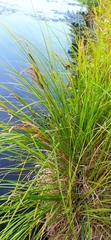 Carex nigra