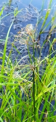 Scirpus radicans