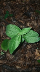 Cephalanthera damasonium