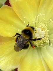 Bombus