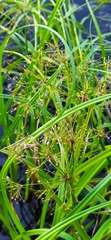 Scirpus radicans