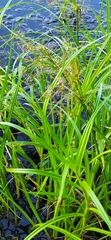 Scirpus radicans