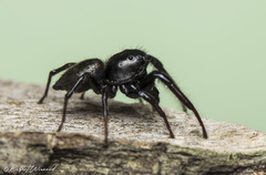 Heliophanus transvaalicus