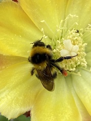 Bombus