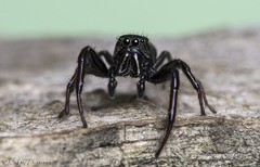 Heliophanus transvaalicus