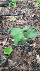 Cephalanthera damasonium