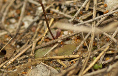 Stylidium tenerum