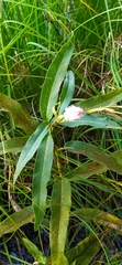Persicaria amphibia