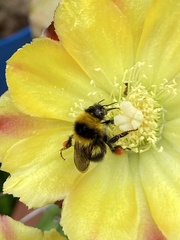 Bombus