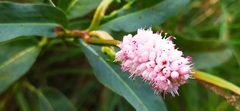 Persicaria amphibia