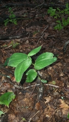 Cephalanthera damasonium