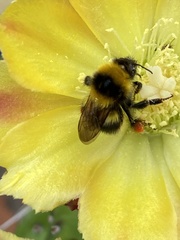 Bombus