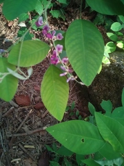 Lespedeza floribunda