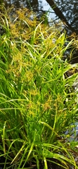 Scirpus radicans
