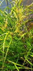Scirpus radicans