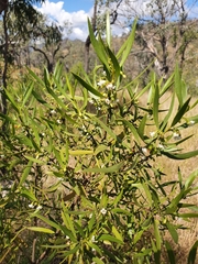 Myoporum montanum