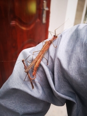 Trachythorax chinensis