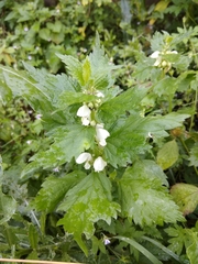 Lamium album