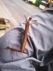 Trachythorax chinensis