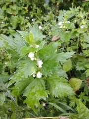 Lamium album