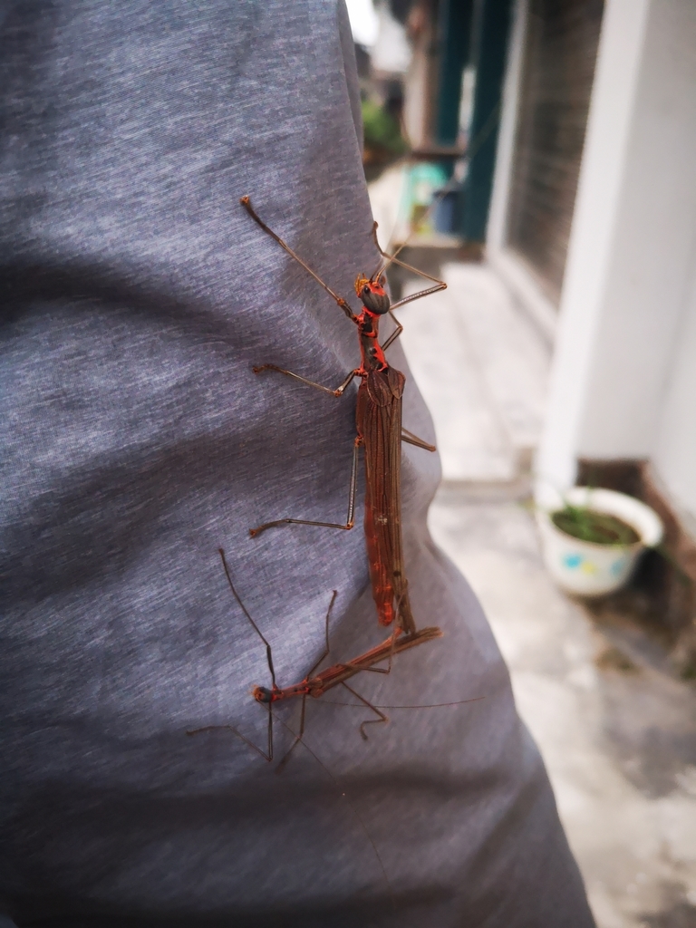 Trachythorax chinensis