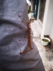 Trachythorax chinensis