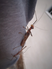 Trachythorax chinensis