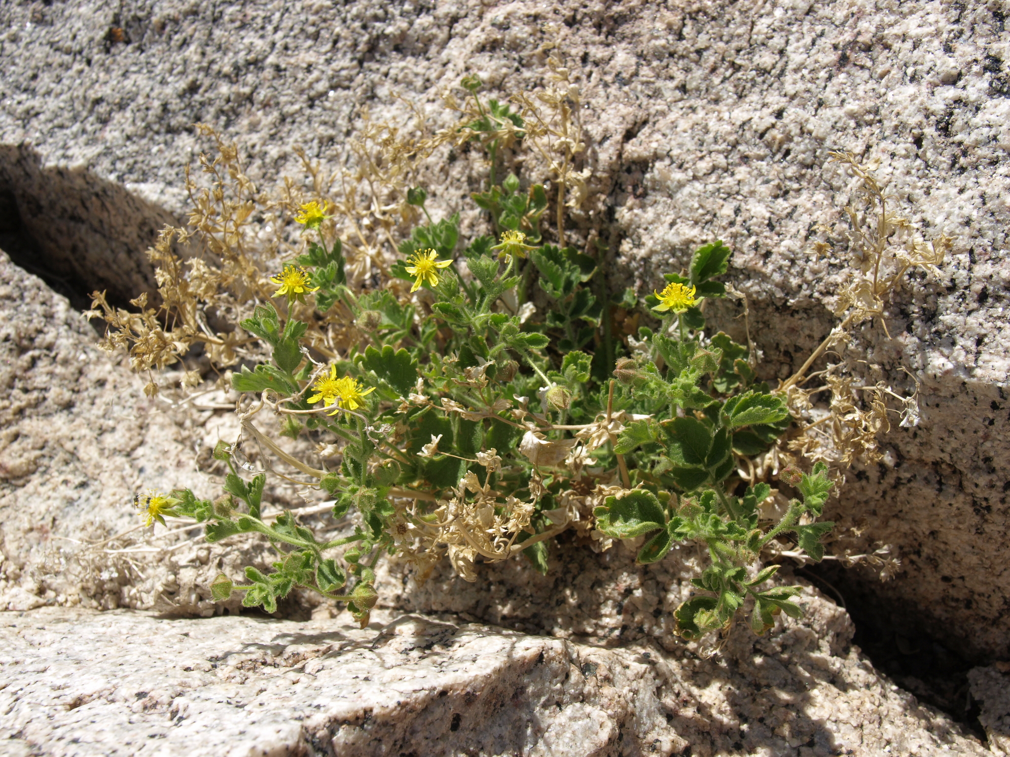 Ivesia saxosa