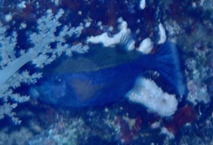 Ostracion cyanurus