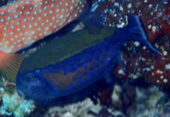 Ostracion cyanurus