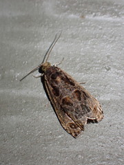 Olethreutes tilianum