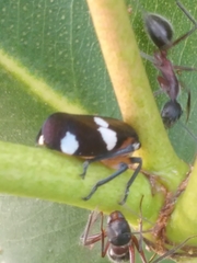 Eurymela distincta