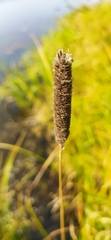 Phleum pratense