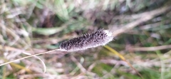 Phleum pratense