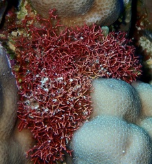 Amphiroa fragilissima