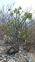 Cnidoscolus tehuacanensis