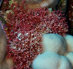 Amphiroa fragilissima