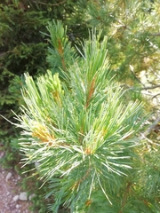Pinus cembra