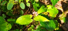 Maianthemum bifolium