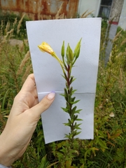 Oenothera rubricaulis