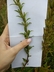 Oenothera rubricaulis