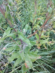 Oenothera rubricaulis