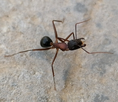Camponotus barbaricus