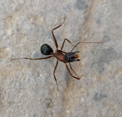 Camponotus barbaricus