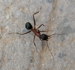 Camponotus barbaricus