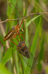 Diogmites crudelis