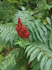 Rhus typhina — photo 3