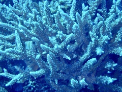 Acropora hemprichii