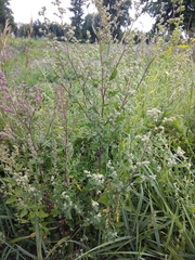 Chenopodium album