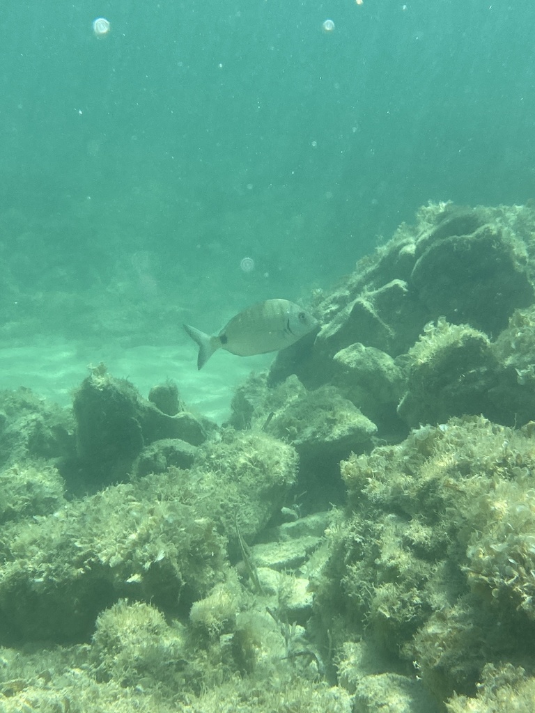 Photo of White seabream (Diplodus sargus)